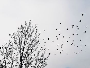 Low angle view of birds flying over bare trees