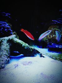 Close-up of fish swimming in aquarium