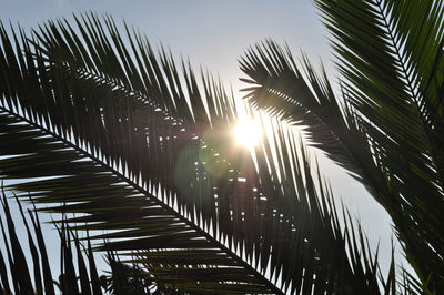 Low angle view of palm trees against sky