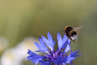 Close-up of bee pollinating on purple flower