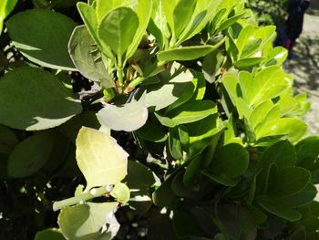 Close-up of leaves