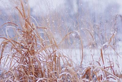 Close-up of frozen plants on field