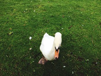 High angle view of swan on field