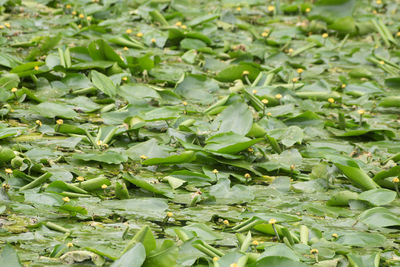 High angle view of chopped vegetables on leaves