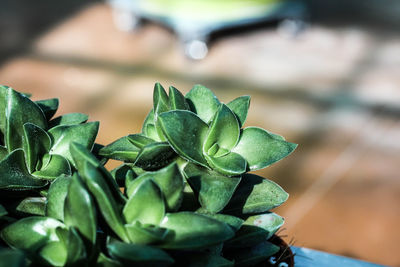 High angle view of potted plant leaves