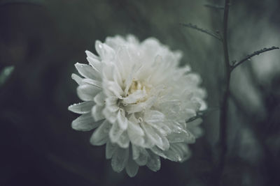 Close-up of white flowering plant