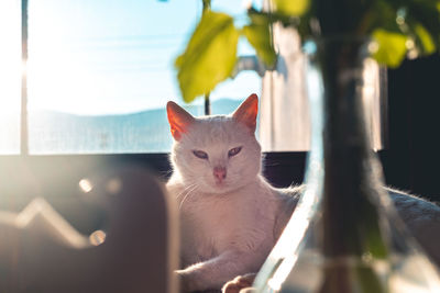 Portrait of cat sitting at home