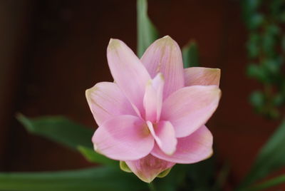 Close-up of pink flower blooming outdoors