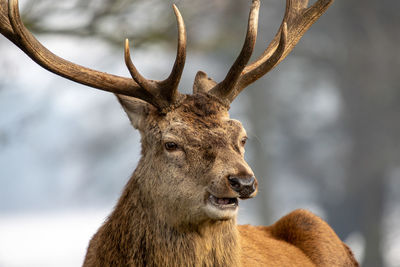 Close-up of deer in snow