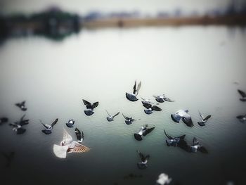 Flock of birds in lake