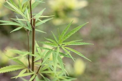 plant