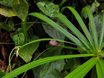 Close-up of green leaf on plant