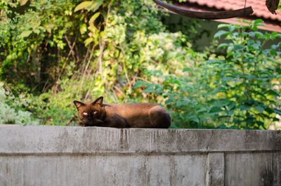 Cat relaxing on wall