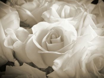 Close-up of rose