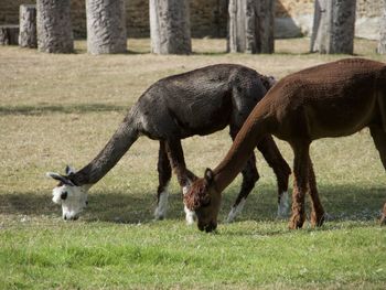 Alpacas grazing on field