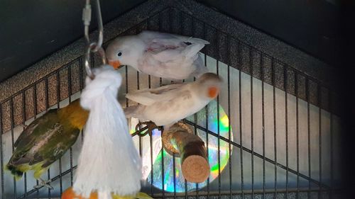 Close-up of bird perching in cage