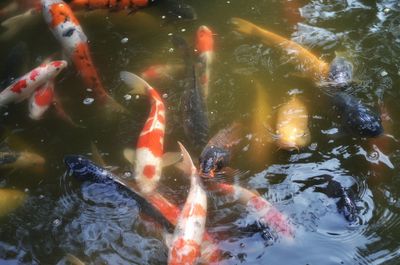 High angle view of koi carps swimming in pond