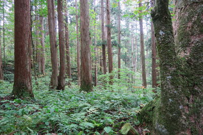 Trees in forest