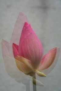Close-up of pink tulip blooming outdoors