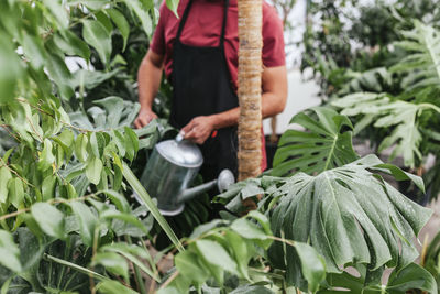 Crop anonymous man in black apron standing in greenhouse and watering green plants