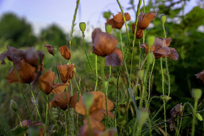 Close-up of flowers blooming outdoors