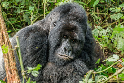 Portrait of black lion in forest