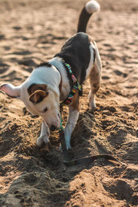 Dog standing on sand