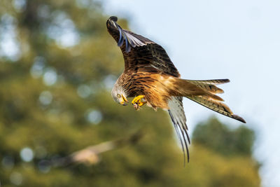 Low angle view of bird flying against sky