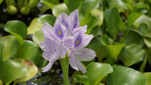 Close-up of purple flowering plant