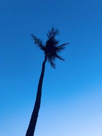 Low angle view of palm tree against clear blue sky