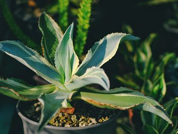 Close-up of potted plant