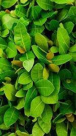 Full frame shot of green leaves