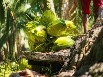 Agriculture harvesting of perfume coconut. 