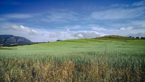 Scenic view of agricultural field against sky