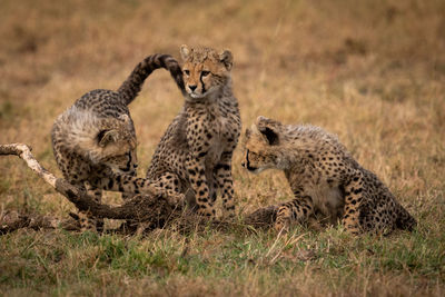 Cheetahs on field in forest