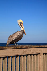 Brown pelican pelecanus occidentalis purchase on the side of the pier at deerfield beach 