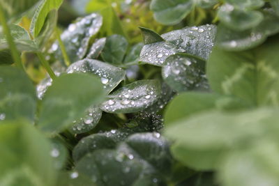 Close-up of water drops on leaves