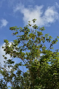 Low angle view of tree against sky