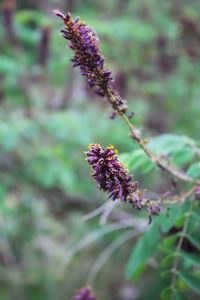 Close-up of purple flowering plant on field