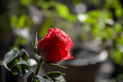Close-up of red rose against blurred background