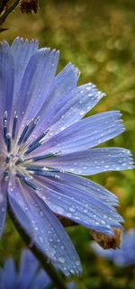 Close-up of wet flower