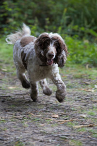 Portrait of dog running on land