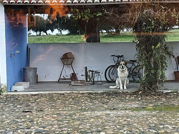 Cat sitting in a park