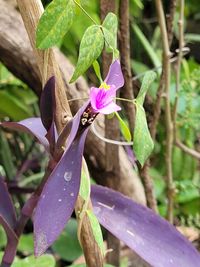 Close-up of purple flower