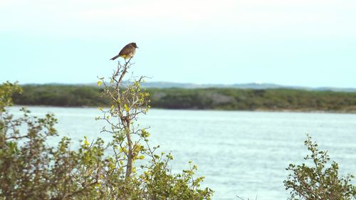 Bird perching on plant in front of lake