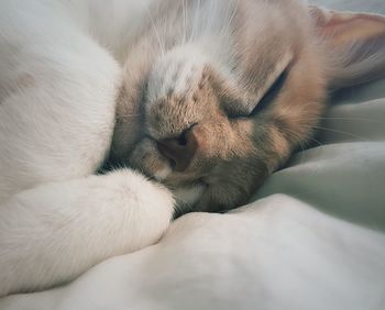 Close-up of cat sleeping on bed