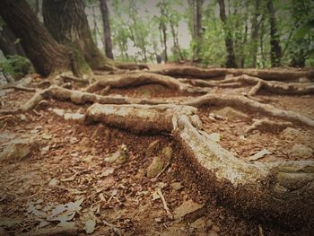 Trees in forest