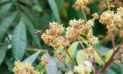 Close-up of honey bee on flower