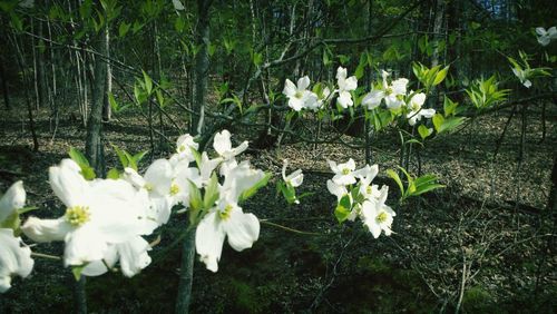 Close-up of white flowers blooming on tree