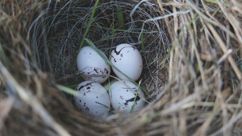 High angle view of eggs in nest